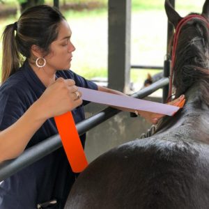 Medicina integrativa em equinos