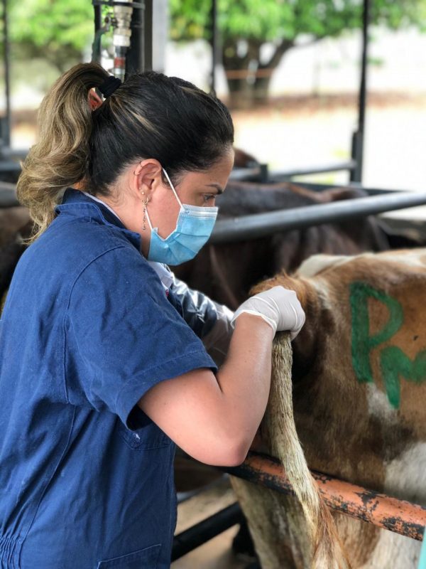 Curso Inseminação Artificial De Bovinos Atp Veterinária 